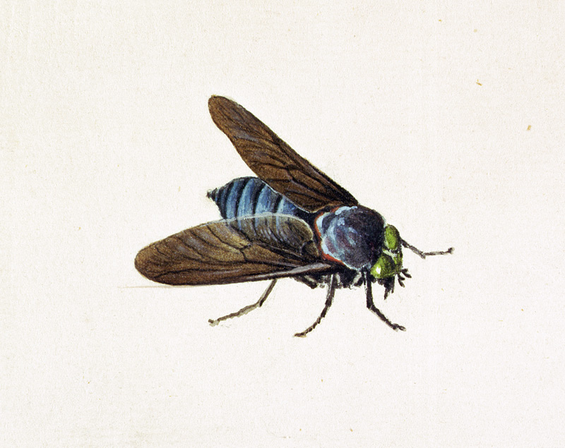 The Horsefly von Georg Dionysius Ehret