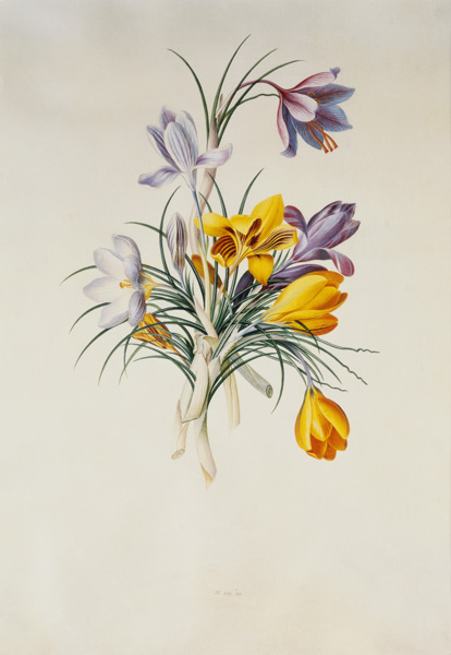 Crocus von Georg Dionysius Ehret