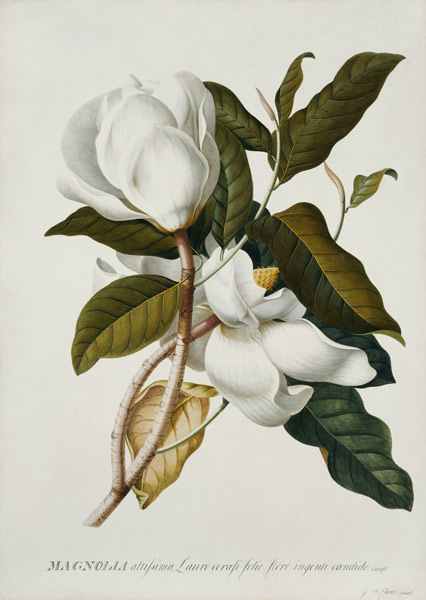 Magnolie. von Georg Dionysius Ehret