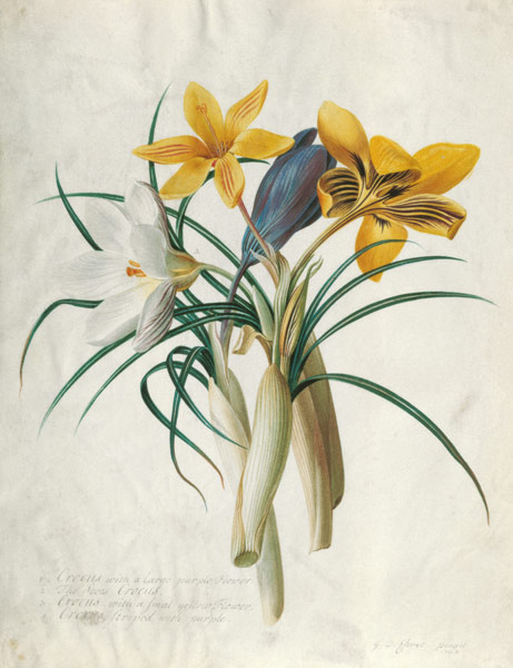 Study of Four Species of Crocus von Georg Dionysius Ehret