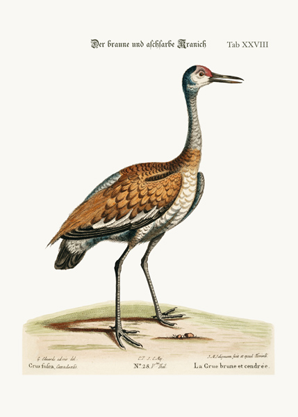 The Brown and Ash-coloured Crane von George Edwards