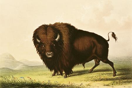 A Bison