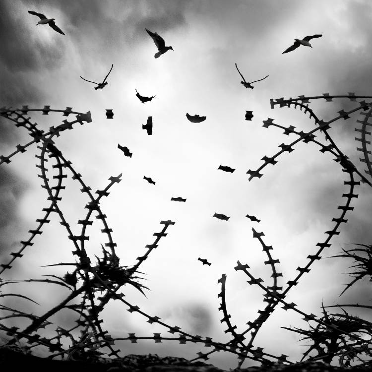 Free as a bird von George Digalakis