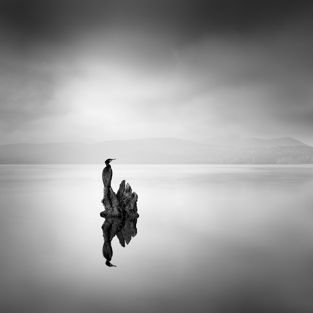 Cormorant 02 von George Digalakis