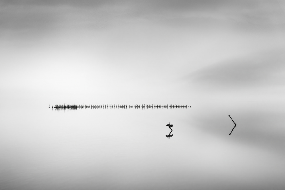 Cormorant in the Mist von George Digalakis