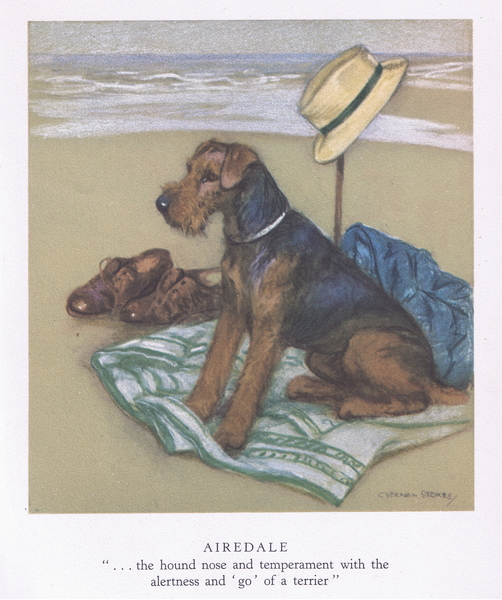 Airedale von George Vernon Stokes