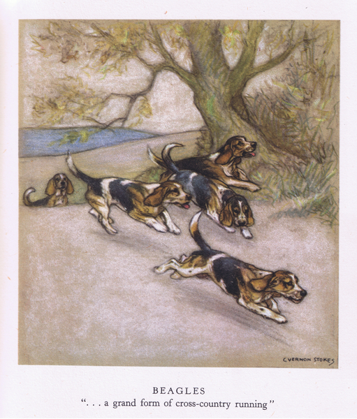 Beagles von George Vernon Stokes