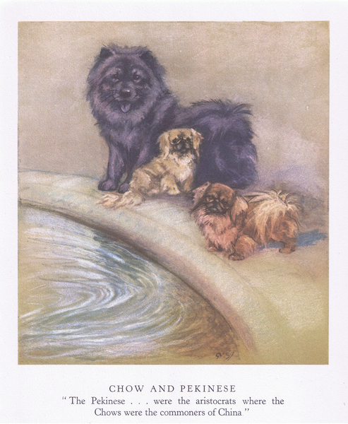 Chow and Pekinese von George Vernon Stokes