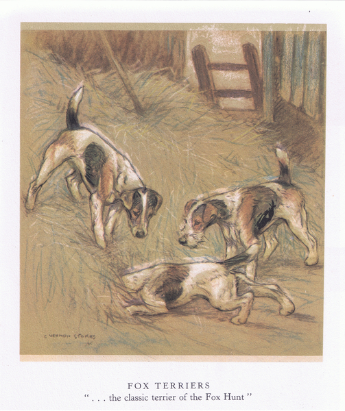 Fox Terriers von George Vernon Stokes