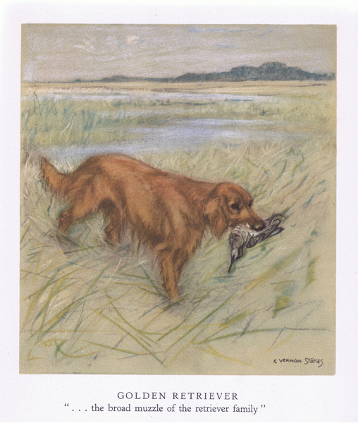 Golden Retriever von George Vernon Stokes