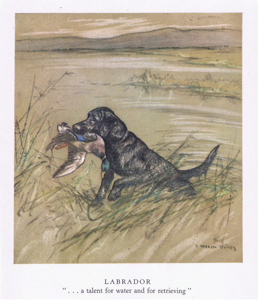 Labrador 
 von George Vernon Stokes