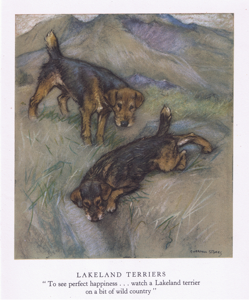 Lakeland Terriers von George Vernon Stokes