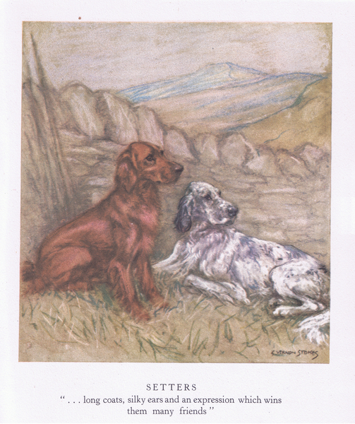 Setters von George Vernon Stokes