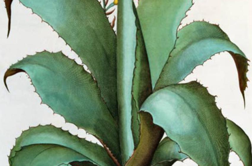  German School, (17th century)