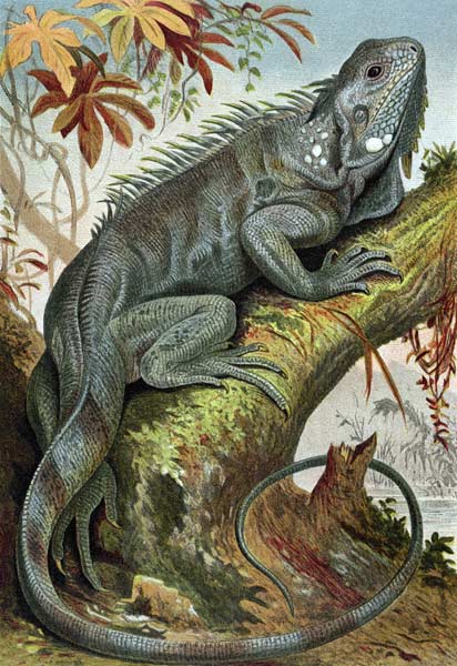 Iguana, plate from Brehms Tierleben> Allgemeine Kunde des Tierreichs, vol.7, p.88, published by Bibl von German School, (19th century)
