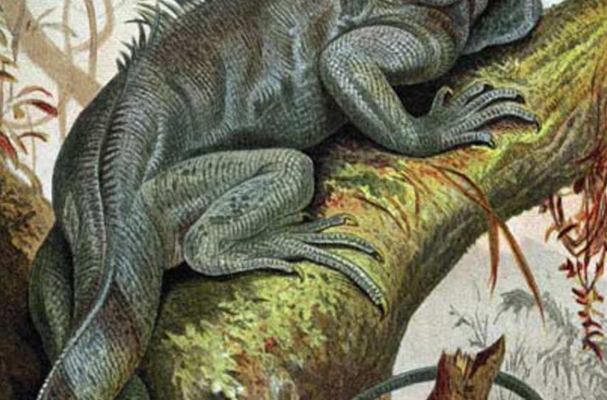  German School, (19th century)