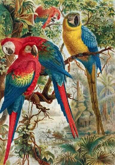 Macaws, plate from Brehms Tierleben: Allgemeine Kunde des Tierreichs, vol.5, p.60, published by Bibl