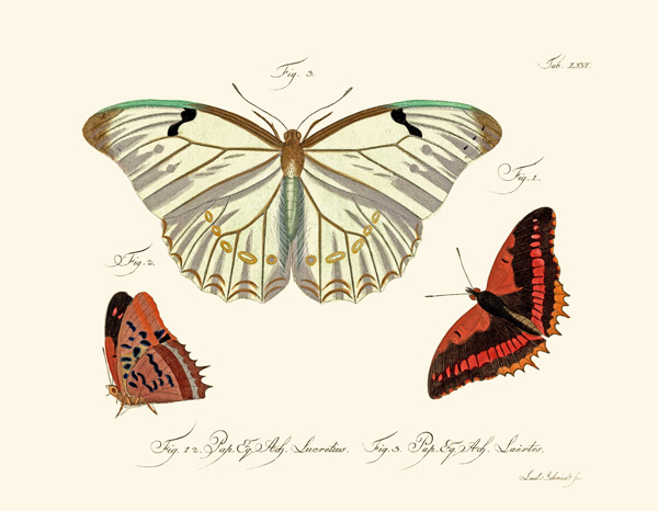 Butterflies von German School, (18th century)