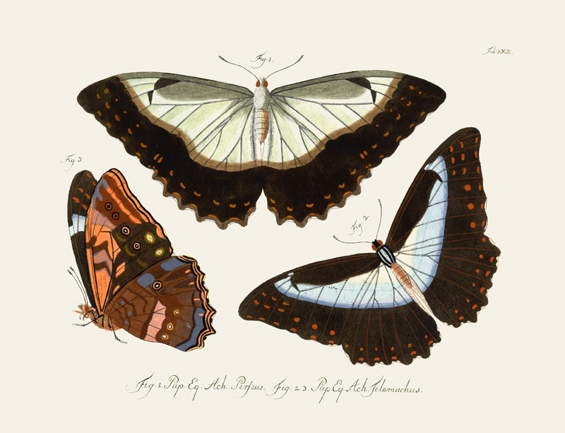 Butterflies von German School, (18th century)