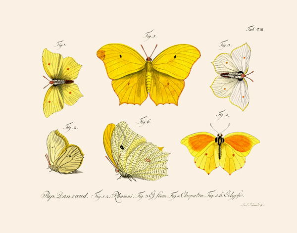 Butterflies  von German School, (18th century)