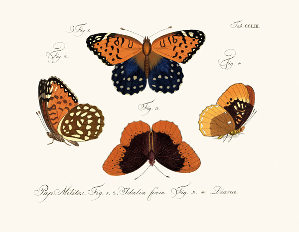 Butterflies von German School, (18th century)