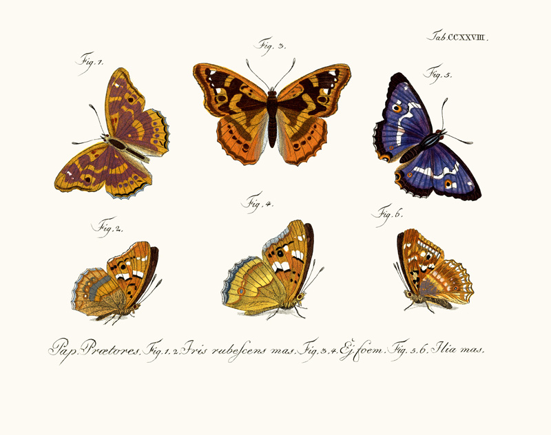 Butterflies von German School, (18th century)