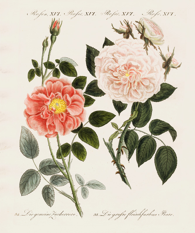 Kinds of roses von German School, (19th century)