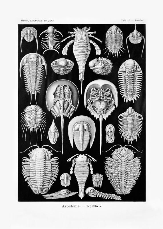 Aspidonia von German School, (19th century)