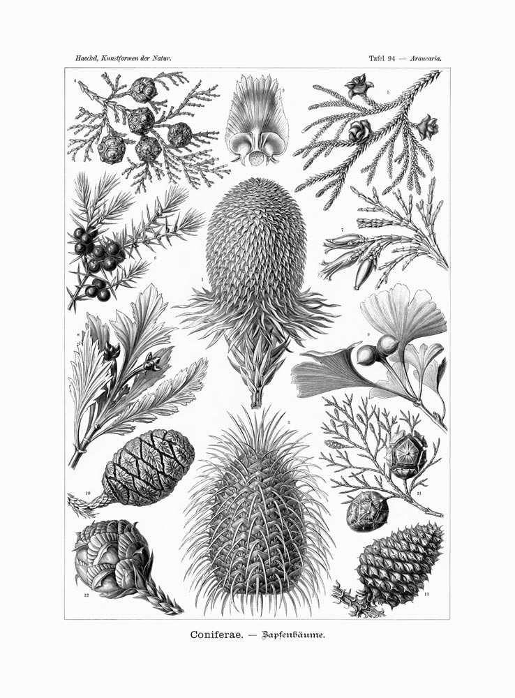 Coniferae von German School, (19th century)