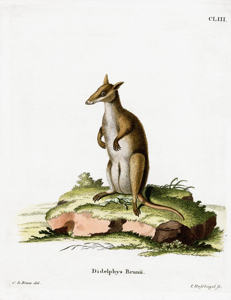 Dusky Wallaby von German School, (19th century)