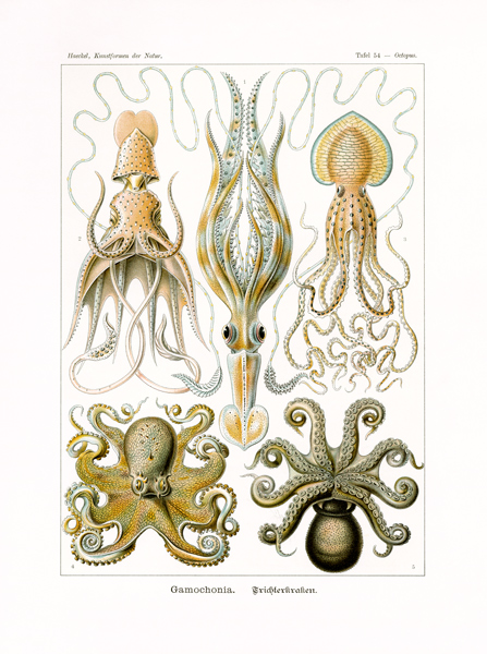 Gamochonia von German School, (19th century)