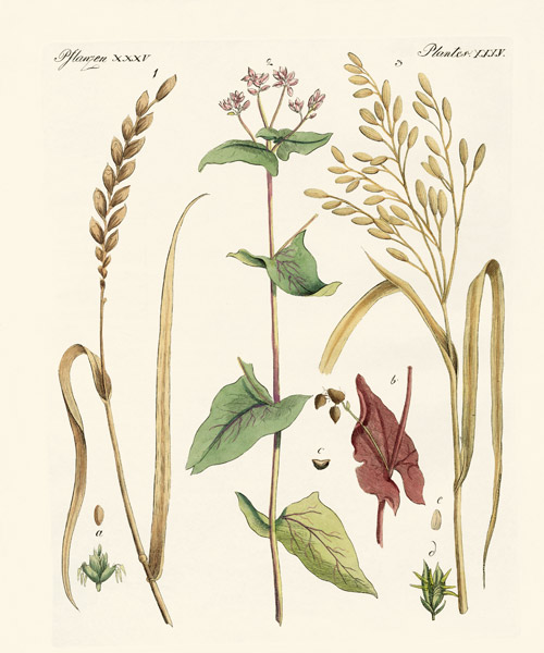 Kinds of corns von German School, (19th century)