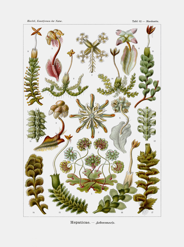 Hepaticae von German School, (19th century)