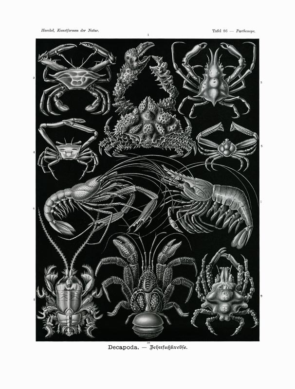 Nudibranchia von German School, (19th century)