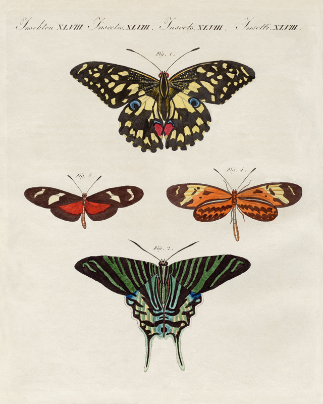Beautiful foreign butterflies von German School, (19th century)