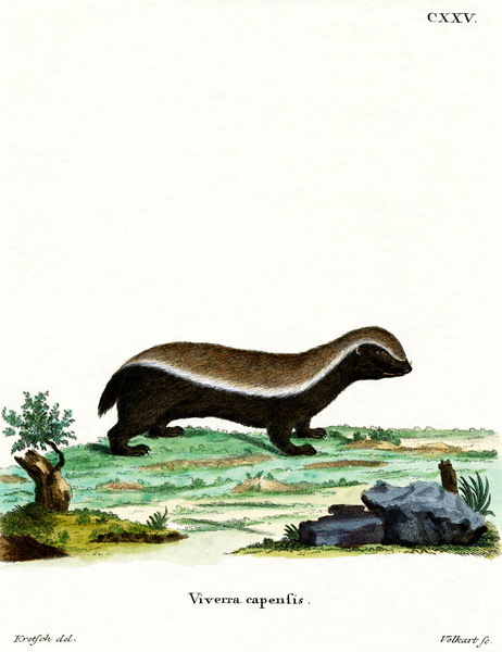 Honey Badger von German School, (19th century)