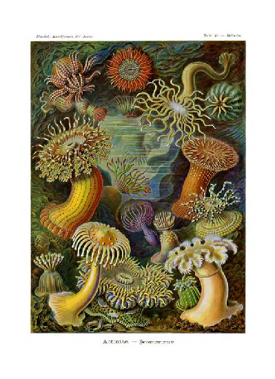 Actiniae or Actiniaria