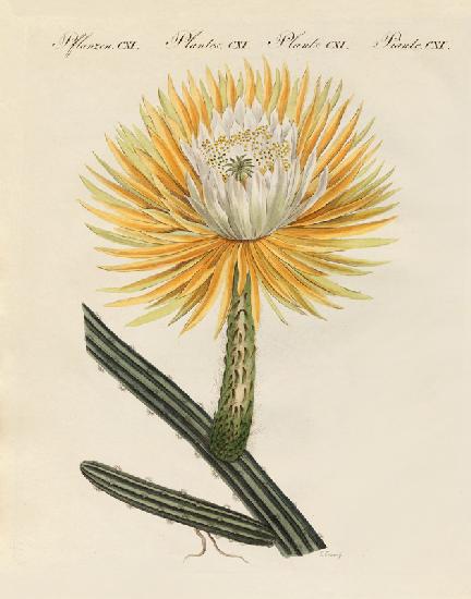 The splendid large-flowered torch thistle