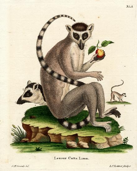 Ring-tailed Lemur