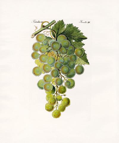 Kinds of vines