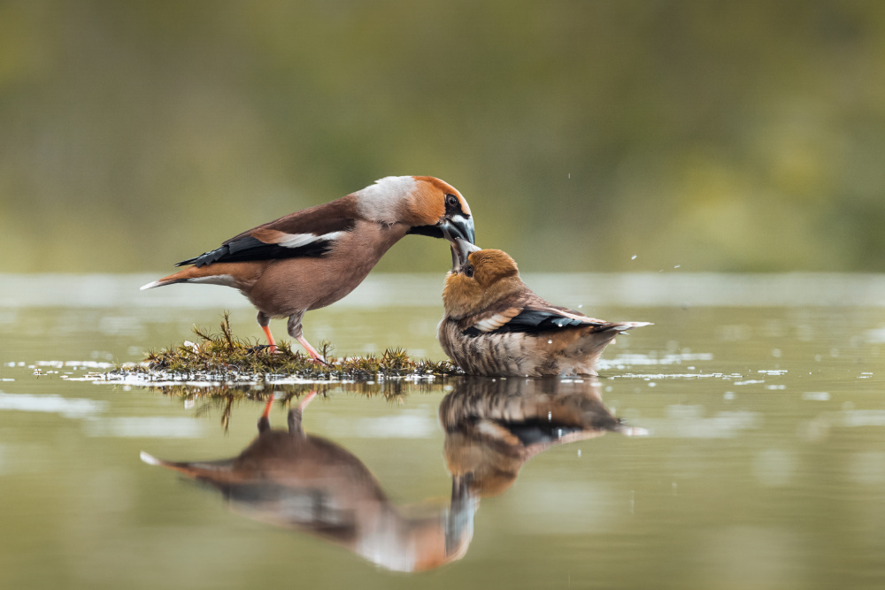 Feeding time von Gert J ter Horst