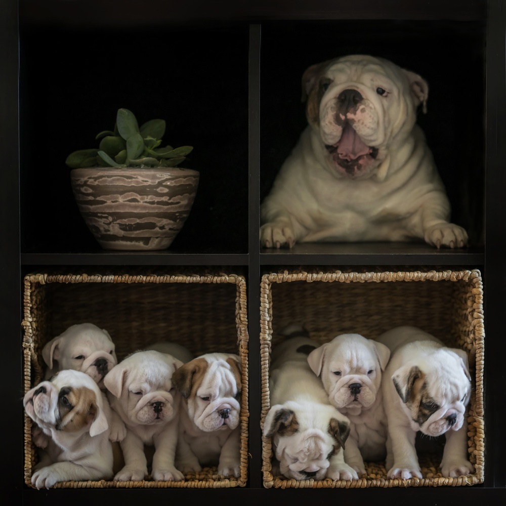 Special design furniture von Gert van den Bosch