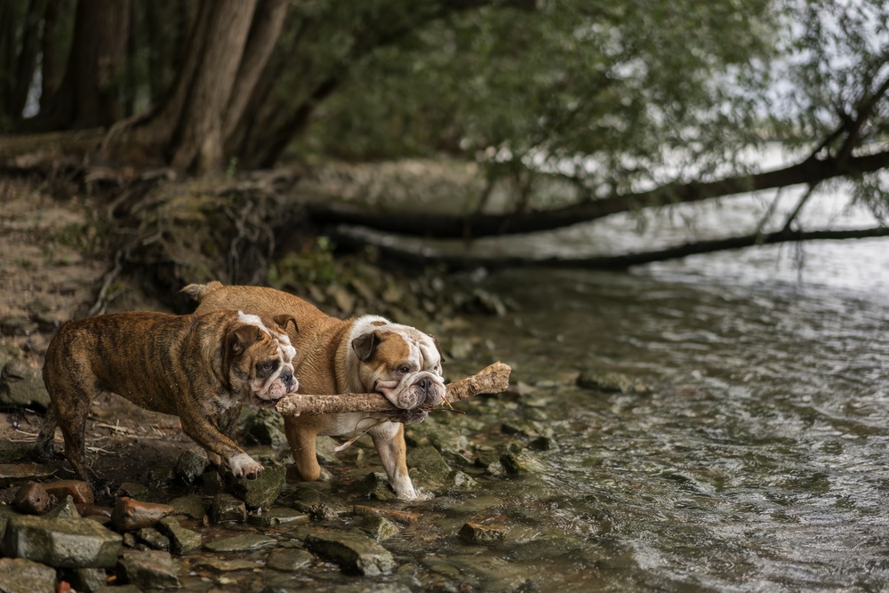 Crossing the stream von Gert van den Bosch