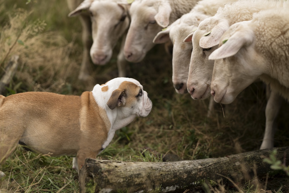 The peptalk von Gert van den Bosch