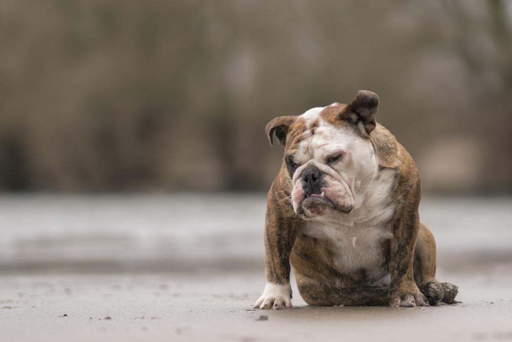 The natural beauty von Gert van den Bosch