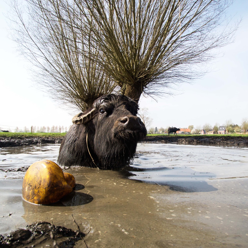 Do you like my new antler? von Gert van den Bosch