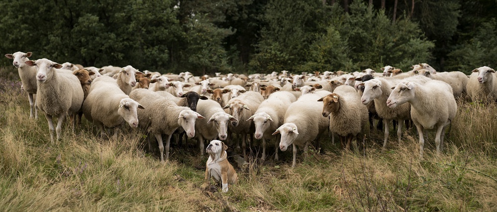 Think big! von Gert van den Bosch