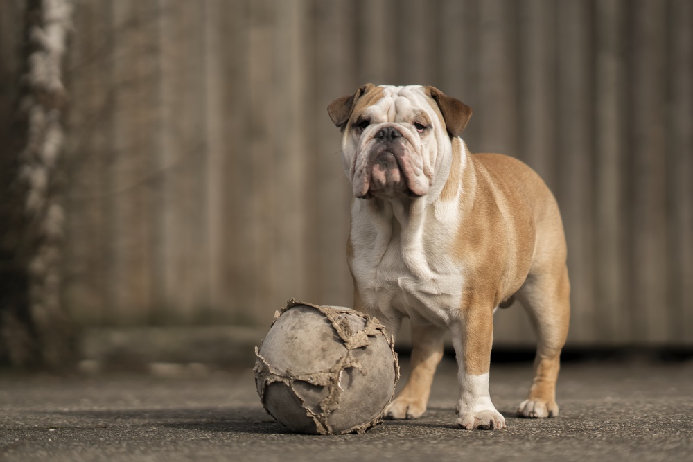 Lets play von Gert van den Bosch