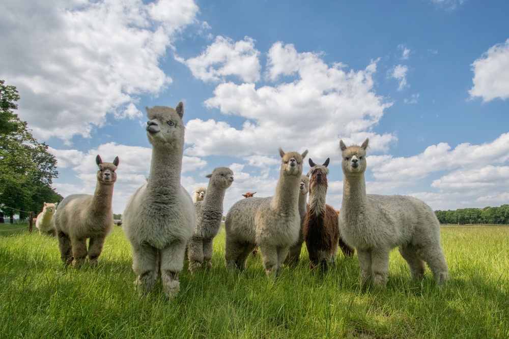 Send in the Alpacas! von Gert van den Bosch