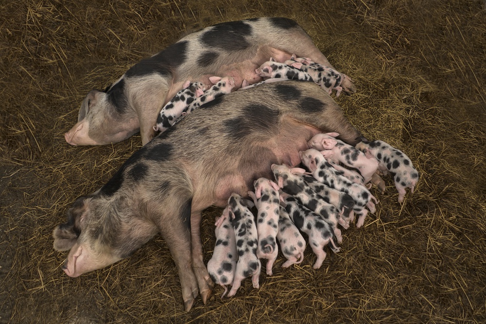 Sisters, BFFs and both mum at the same time. 2 von Gert van den Bosch